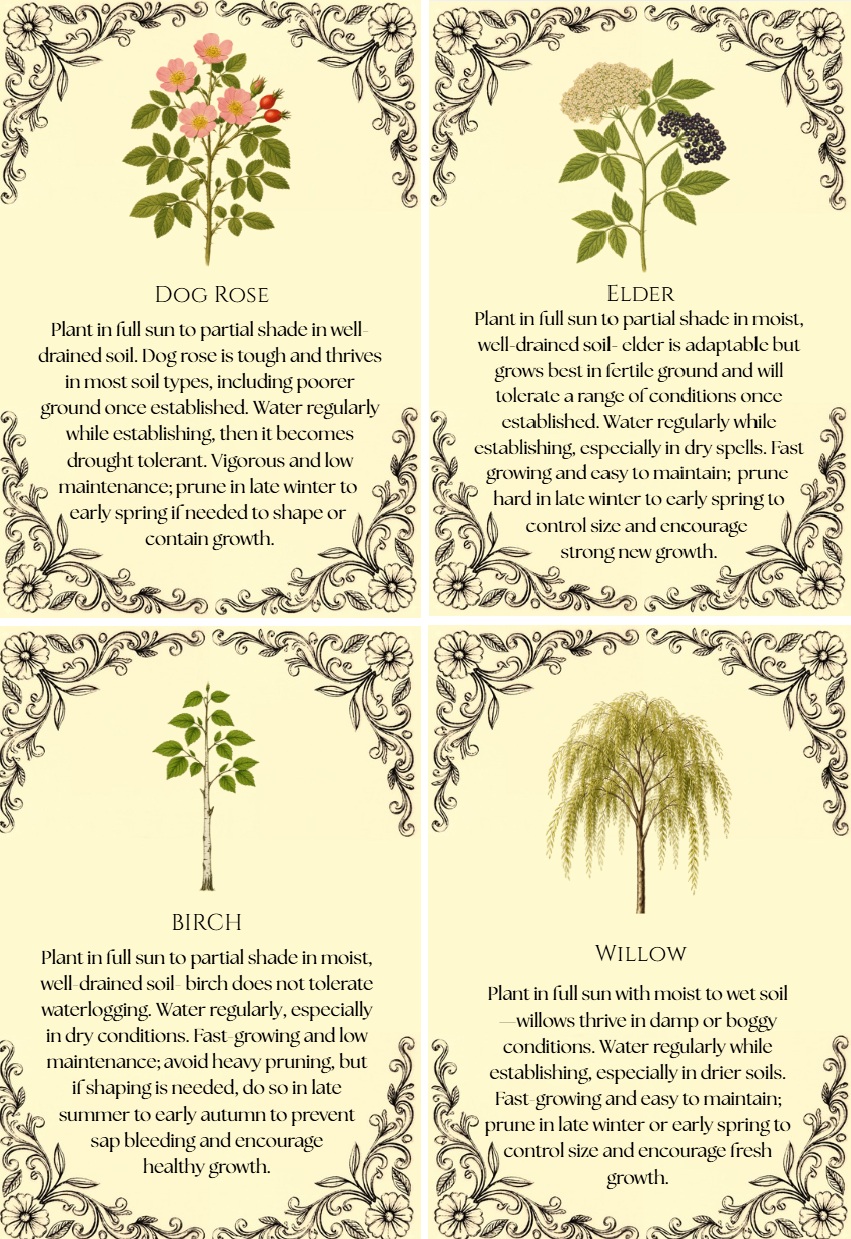THE REWILDING Perennial Plant Bundle: Elder, Weeping Willow, Silver Birch & Dog Rose